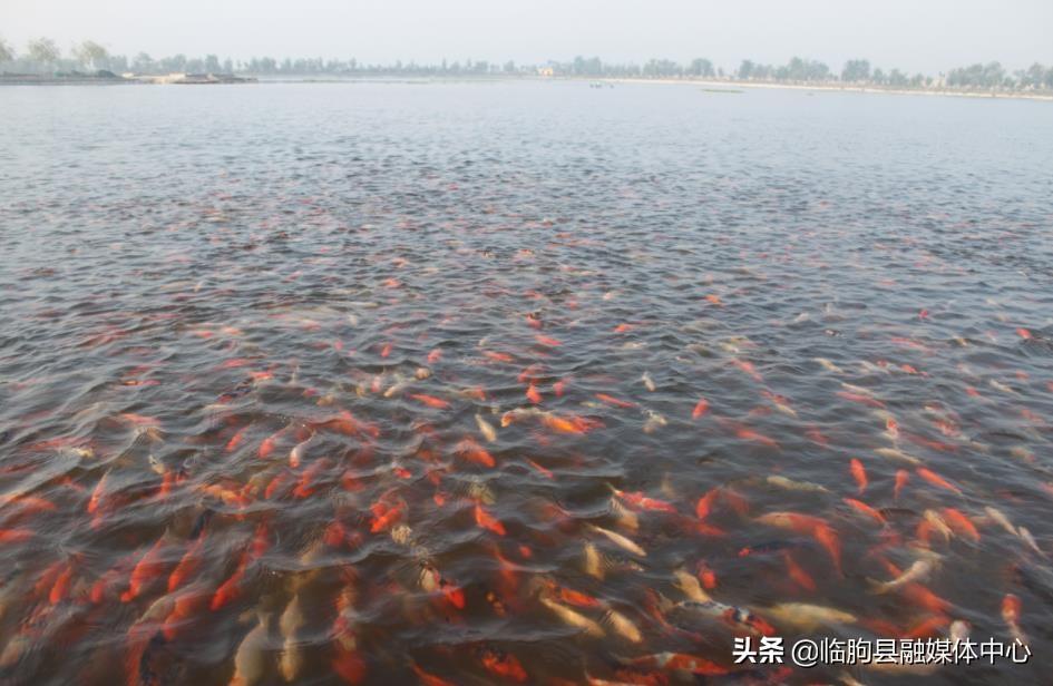 探索美林别墅，都市中的静谧绿洲