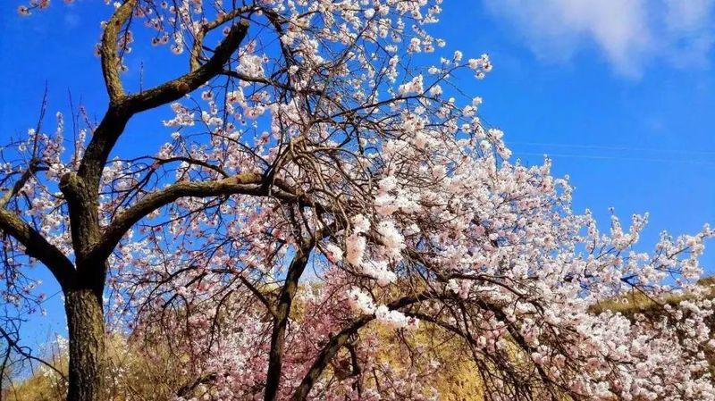 彭阳，黄土高原上的绿色奇迹彭阳天气预报