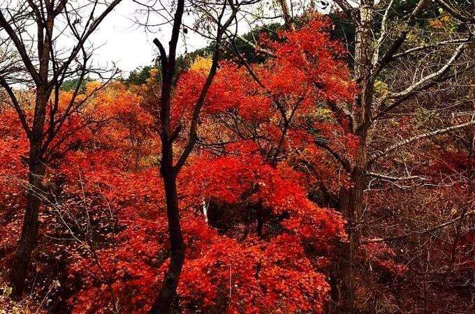 探索红叶高手联盟，秋日里的色彩盛宴与智慧碰撞红叶高手联盟论坛