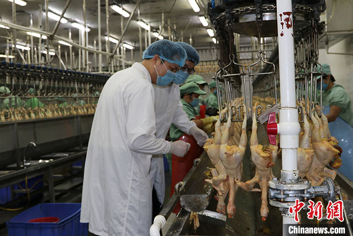 澳门最快最精准资料大全,全面解析与实用指南澳门最快最精准资料大全,争先恐后的动物是什么