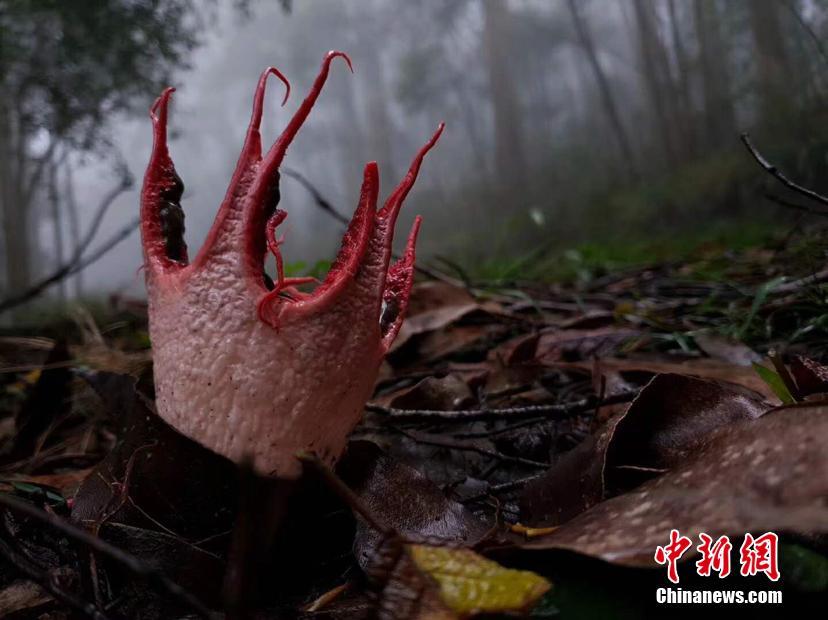 探索数字世界的奥秘，红五图库、天牛与97654的神秘之旅红五图库天牛图库天97654彩吧图裤