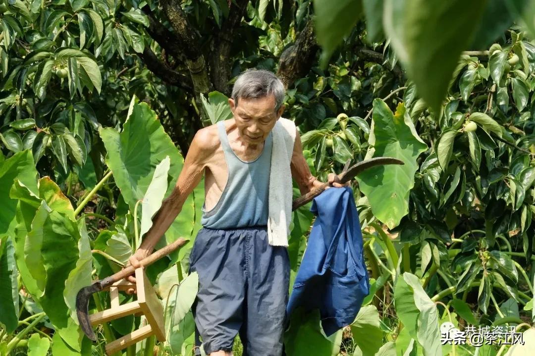 广西的狼论坛,网络上的乡土情怀与文化交流平台广西狼统计论坛