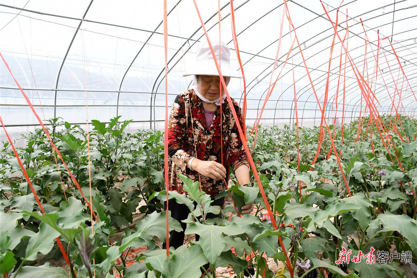 甘肃招生网，搭建教育桥梁，助力学子圆梦甘肃招生网录取查询