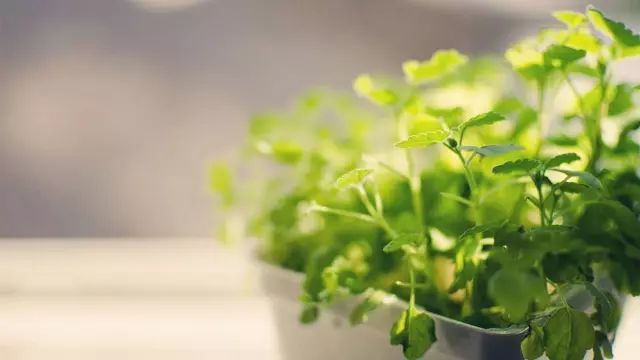 植物谜语大全及答案10，绿意盎然的智慧考验植物谜语大全及答案100个儿童